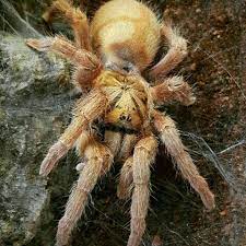 Chinese Golden Earth Tiger Tarantula Spiders Scary Arachnids Spiders Sea Spider
