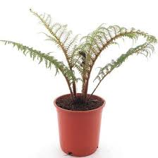 Image result for Cyathea thomsonii