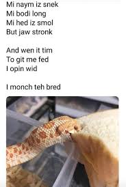 Pin By Tamsyn Blanchard On Animalia Funny Animal Memes Cute Reptiles Cute Memes