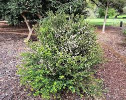 Image result for Malpighia coccigera