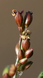 Image result for Urochloa reptans