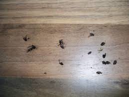 Die meist recht kleinen, schwarzen oder braunen krabbeltiere, schädlinge und käfer in der wohnung erzeugen nicht nur ein unangenehmes gefühl, sondern können im schlimmsten fall sogar allergien auslösen oder krankheiten übertragen. Schwarze Fliegende Kafer Insekten Fliegen Entzundung