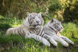 To get the desktop background (wallpaper) click on the required resolution. 46 White Tiger Wallpapers Wallpaperboat