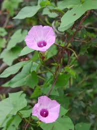 Image result for Ipomoea coptica