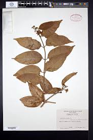 Image result for Achyrospermum laterale
