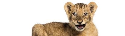 The mgm grand's lion attraction closed in jan. 91 Crazy Lion Facts You Won T Believe Fact Retriever