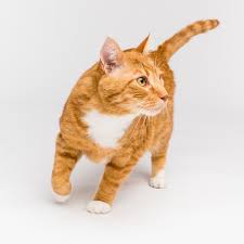 Fleas are not always apparent on cats in fact cat's are notorious for 'hiding' that they have fleas. How To Get Rid Of Fleas On A Kitten I And Love And You
