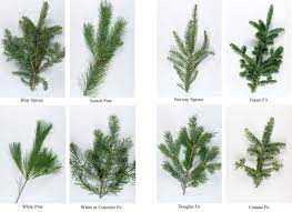 Deciduous trees are often called broadleaf trees because most shed their leaves in autumn. Which Real Indiana Christmas Tree Will You Select Purdue Extension Forestry Natural Resources