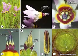 Image result for Primulaceae