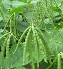 Tanaman kacang tanah sangat cocok ditanam di tempat dataran rendah yang punyai suhu tinggi. 12 Cara Menanam Kacang Hijau Agar Cepat Tumbuh