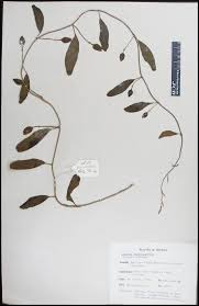 Image result for Aniseia martinicensis