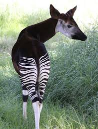 Okapi Unusual Animals Interesting Animals Wild Animal Park
