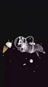 Dogs Wallpaper Corgi 47 Ideas For 2019 Dogs