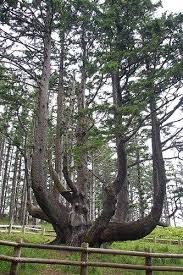 The Octopus Tree Oregon Road Trip Tree Beautiful Tree