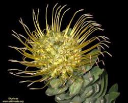 The leucospermum genus is a coveted member of the proteaceae family, decorated with its striking and exotic pincushion flowers. Leucospermum Scarlet Ribbon Protea Leucospermum