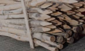 Die Robinie Zeichnet Sich Durch Lange Haltbarkeit Und Bestandigkeit Aus Sie Liefert Das Witterungsbestandigste Holz Eu Witterungsbestandiges Holz Robinie Holz