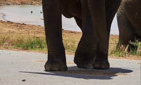 Kruger steupelstraat 50 3065 je rotterdam. Suspected Poacher Killed By Elephants In Kruger National Park Lnn Berea Mail