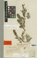 Image result for Ceratophyllum muricatum