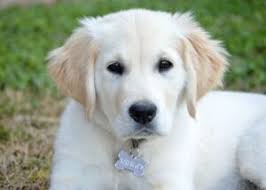 Adopt dogs & puppies in south africa (keyword: 4 Best Golden Retriever Breeders In New Jersey 2021 We Love Doodles