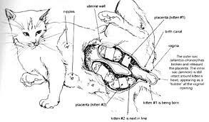 Cat Giving Birth Image From The Cat Owner S Home Veterinary Handbook Anatomi Kucing Kucing Anatomi
