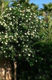 Image result for Murraya paniculata