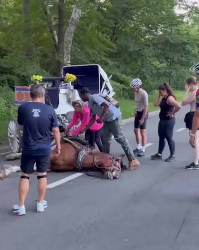 The death of Deniz, the horse who collapsed and died in Central Park last  night, is another tragic loss associated with NYC horse-drawn carriages.,  Now is the time to work collaboratively with all ...