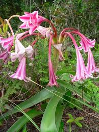 Image result for Crinum stuhlmannii