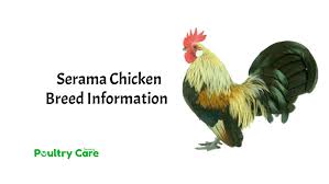 Since the number one defining trait of seramas is their size, they are placed in different classes based on their size. Serama Chicken Breed Information Poultry Care Sunday
