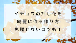 イチョウの押し花を綺麗に作る作り方 色褪せないコツも 明日は何しよう