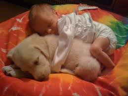 A Newborn Nap Rej1023 Cute Animals Pets Baby Puppies