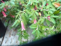 Šis ieraksts ir atzīmēts kā slēgts. Correa Dusky Bells Eflora Of India