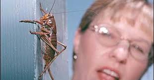 The Odd Truth, June 13, 2003