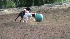 Planning on purchasing durable, customized and supreme quality cream sink kitchen for your kitchens? The Global Warmers 8 Dogs 2 Elderly Adults And An Aging Rv