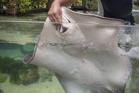 Image result for Stingray