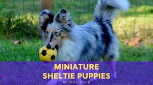 Whether you have a pet sheltie (or three) or are thinking about adopting. Miniature Sheltie Puppies Profile Care Breeding Dog Dwell