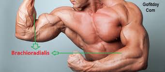 The Best And Most Effective Arm Movements Gofitday Kol Kaslari Pazi Egzersiz Biseps