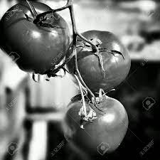 Fotografia artistica blanco y negro. Tomate Rojo Mirada Artistica En Blanco Y Negro Fotos Retratos Imagenes Y Fotografia De Archivo Libres De Derecho Image 40059479