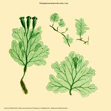 Image result for Trichomanes