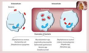 Image result for Intracellular Bacteria