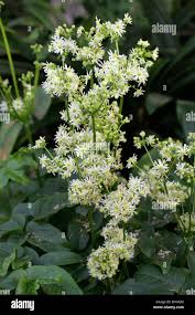 Image result for Chlorophytum gallabatense