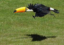Animal Tracks March 27 April 3 Beautiful Birds Animal Tracks Animals