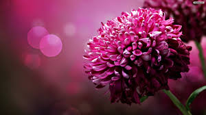 Grab more beautiful collections of purple flower wallpaper hd wallpapers on this page, the here are fabulous collections of wallpapers and backgrounds, and download your desired hd images at free cost. Purple Flowers Hd Wallpapers Top Free Purple Flowers Hd Backgrounds Wallpaperaccess