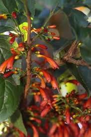 Image result for Halleria elliptica