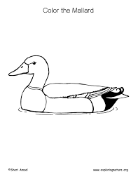 This coloring page belongs to these categories: Mallard Duck Coloring Nature