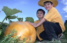 He was born as pearl zane gray on january 31, 1872 in zanesville, ohio, united states. Weather No Help To Pumpkin Growers Otago Daily Times Online News