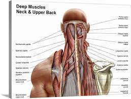 Develop students understanding of the ways in which structure and function of muscle and joints. Human Anatomy Showing Deep Muscles In The Neck And Upper Back Wall Art Canvas Prints Framed Prints Wall Peels Great Big Canvas