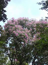 Image result for Monosis