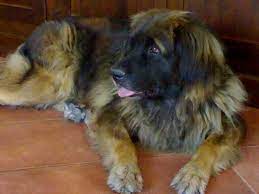 Indiana Il Mio Primo Leonberger Non La Dimentichero Mai Rip Leonberger Companion Dog Animals And Pets