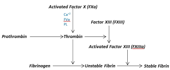 Image result for Common Clotting Pathway