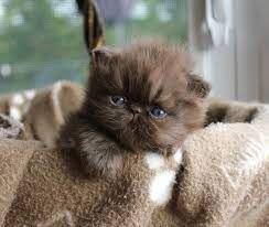 Alfenloch Choc Lat Shake Solid Chocolate Male Persian Kitten Persiancatchocolate Cats Cute Cats Kittens Cutest Cats